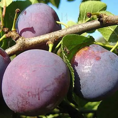 Слива СТАРТОВАЯ в Барановичах