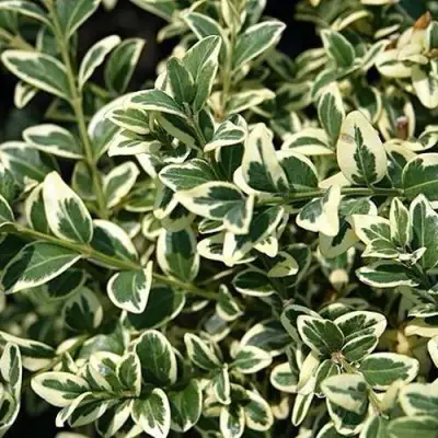 Бирючина ВАРИЕГАТУМ овальнолистная в Барановичах