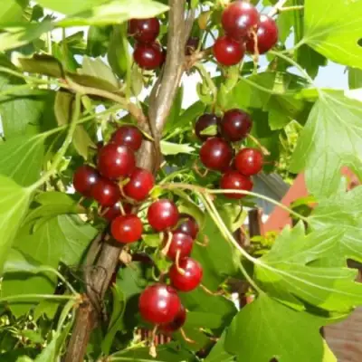 Смородина золотистая ВИШНЕВАЯ в Барановичах