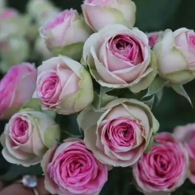 Роза МИМИ ЭДЕН спрей в Барановичах