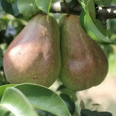 Груша БРЯНСКАЯ КРАСАВИЦА в Барановичах