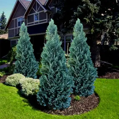 Кипарисовик ВАН ПЕЛЬТС БЛЮ лавсона в Барановичах