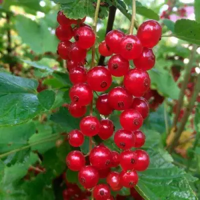 Смородина красная КОНСТАНТИНОВСКАЯ в Барановичах