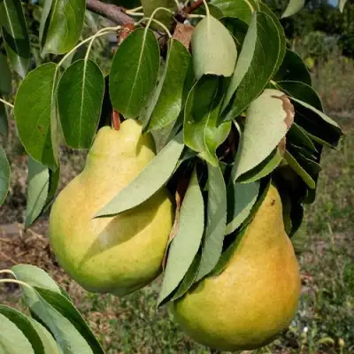 Груша ДЮШЕС ЛЕТНИЙ в Барановичах