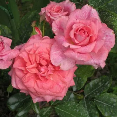 Роза ПЬЕР КАРДЕН чайно-гибридная в Барановичах