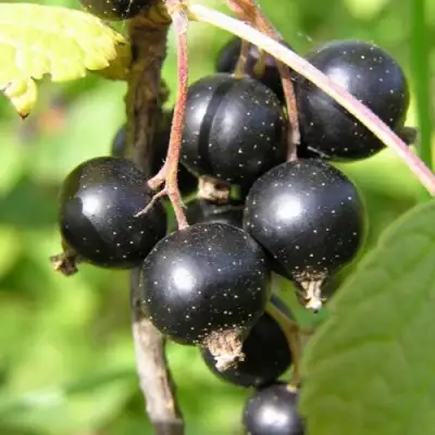 Смородина чёрная ПАМЯТЬ ВАВИЛОВА в Барановичах