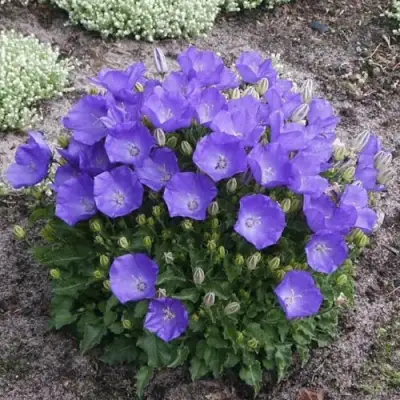 Колокольчик САНТА карпатский в Барановичах