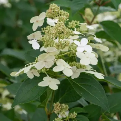 Гортензия ПРИМ ВАЙТ метельчатая в Барановичах