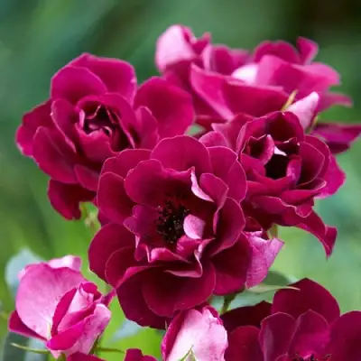 Роза БУРГУНДИ АЙС флорибунда в Барановичах