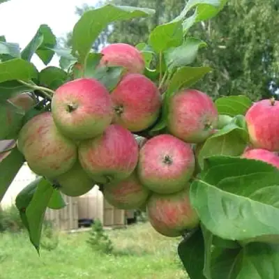 Яблоня ГРУШОВКА МОСКОВСКАЯ в Барановичах