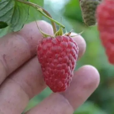 Малина КОРПИКО в Барановичах