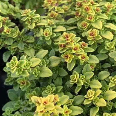 Тимьян АРЧЕРЗ ГОЛД в Барановичах