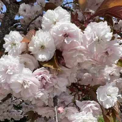 Сакура ШИРОФУГЕН в Барановичах