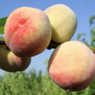 Персик ДОНЕЦКИЙ БЕЛЫЙ в Барановичах