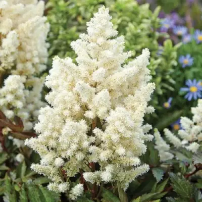 Астильба ХЭППИ ДЕЙ Арендса в Барановичах