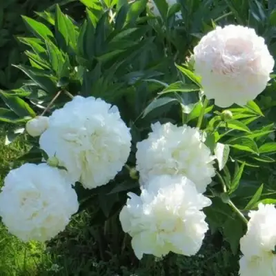 Пион МУН ОВЕР БАРРИНГТОН травянистый в Барановичах