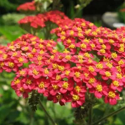 Тысячелистник ПАПРИКА обыкновенный в Барановичах