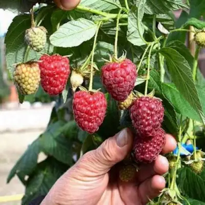 Малина ПОЛЕСЬЕ в Барановичах