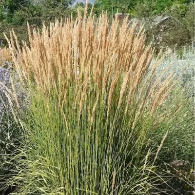 Вейник АВАЛАНШ остроцветковый в Барановичах