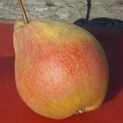 Груша ТАТЬЯНА в Барановичах