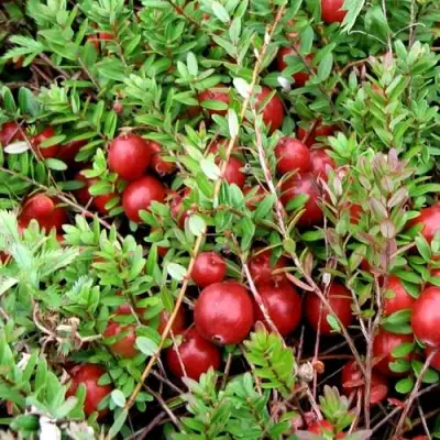 Клюква СТИВЕНС в Барановичах