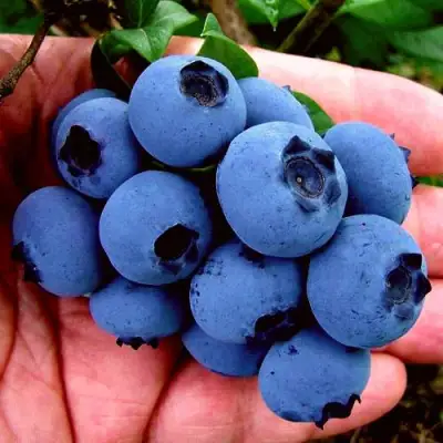 Голубика РЕКА в Барановичах