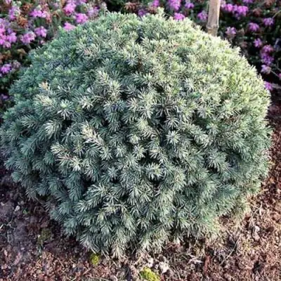 Ель ЭХИНИФОРМИС сизая в Барановичах