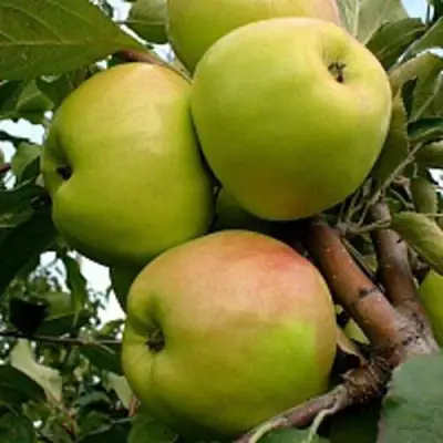 Яблоня БРАТ ЧУДНОГО стелющаяся в Барановичах