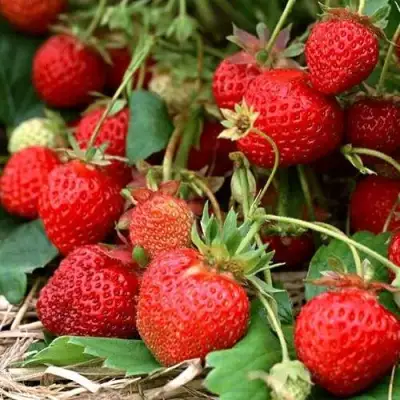 Клубника САН АНДРЕАС ремонтантная в Барановичах