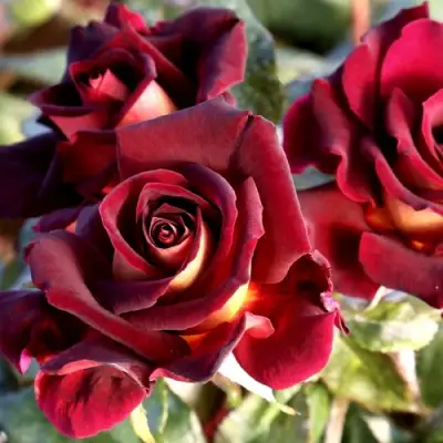 Роза ЭДДИ МИТЧЕЛЛ чайно-гибридная в Барановичах