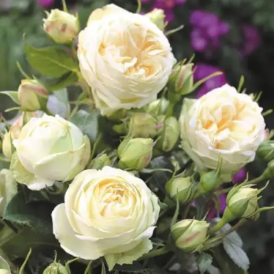 Роза ВЕНДИНГ ПИАНО чайно-гибридная в Барановичах