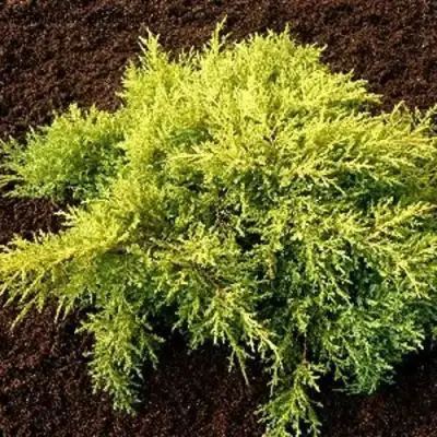 Можжевельник МОРДИГАН ГОЛД средний в Барановичах