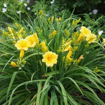 Лилейник СТЕЛЛА ДЕ ОРО гибридный в Барановичах