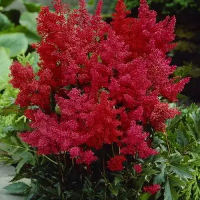 Астильба ГРАНАТ Арендса в Барановичах