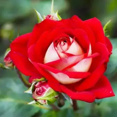 Роза АЛЬЯНС чайно-гибридная в Барановичах