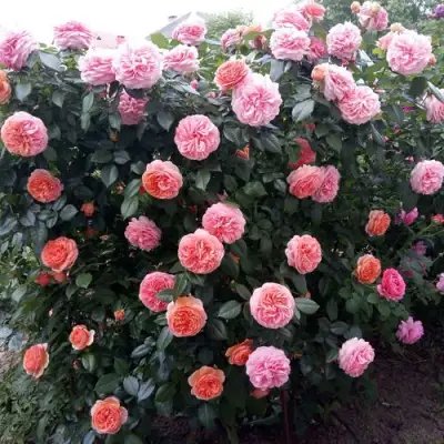 Роза ЧИППЕНДЕЙЛ чайно-гибридная в Барановичах