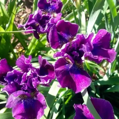 Ирис БАНДЛ ОВ ДЖОЙ сибирский в Барановичах
