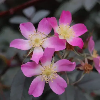 Роза сизая в Барановичах