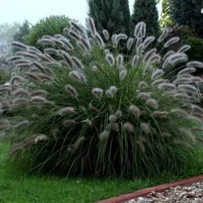 Пеннисетум ЛЕДИ Ю в Барановичах