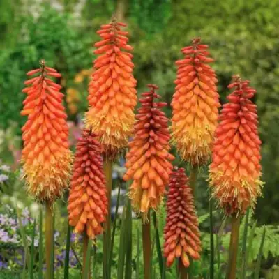 Книфофия АЛЬКАЗАР гибридная в Барановичах