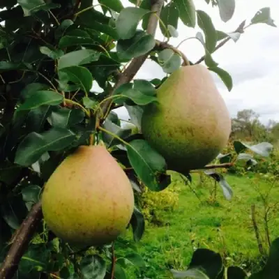 Груша ЛИРА в Барановичах