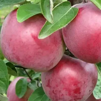 Яблоня АЛЕСЯ в Барановичах