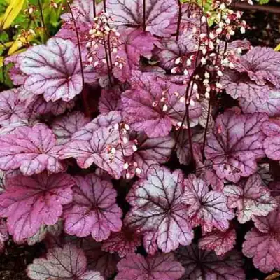 Гейхера ШУГА ФРОСТИНГ в Барановичах