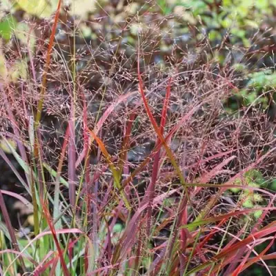 Просо РЕБРАУН прутьевидное в Барановичах