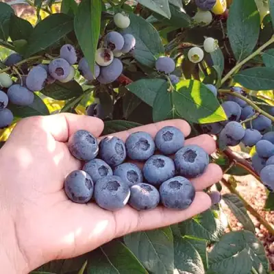 Голубика БОНУС в Барановичах