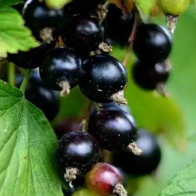 Смородина чёрная КАТЮША в Барановичах