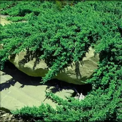 Можжевельник НАНА лежачий в Барановичах