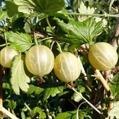 Крыжовник БЕЛОРУCСКИЙ САХАРНЫЙ 2 в Барановичах