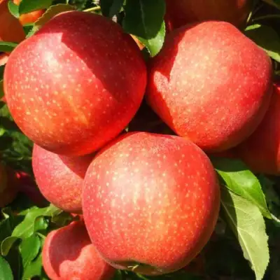 Яблоня ГАЛА ШНИГА в Барановичах