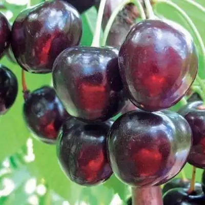Черешня ЛЮБИМИЦА АСТАХОВА в Барановичах